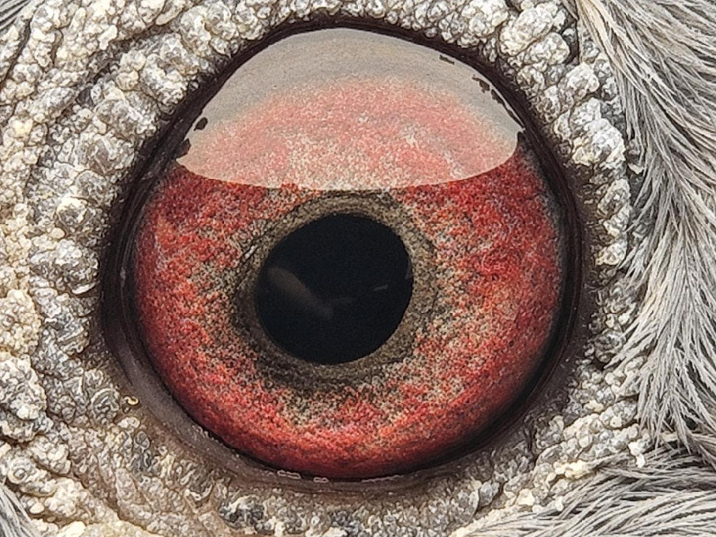Pigeon eye
